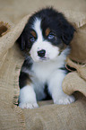 Australian Shepherd puppy