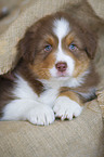 Australian Shepherd puppy