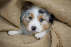 Australian Shepherd puppy