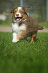 Australian Shepherd puppy