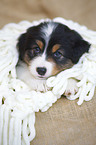 Australian Shepherd puppy