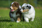 Australian Shepherd puppies