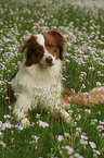 lying Australian Shepherd