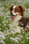 lying Australian Shepherd