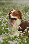 lying Australian Shepherd