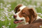 Australian Shepherd Portrait