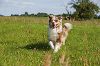 running Australian Shepherd