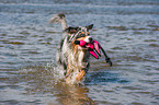 playing Australian Shepherd