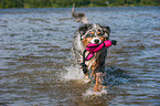 playing Australian Shepherd