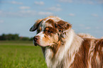 Australian Shepherd Portrait