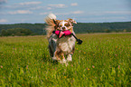 playing Australian Shepherd