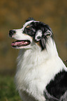 Australian Shepherd Portrait