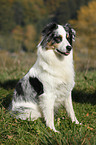 sitting Australian Shepherd