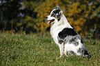 sitting Australian Shepherd