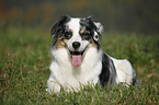 lying Australian Shepherd