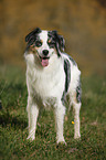 standing Australian Shepherd