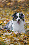 lying Australian Shepherd