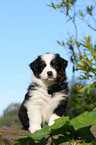 Australian Shepherd Puppy