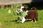 Australian Shepherd Puppy