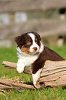 Australian Shepherd Puppy