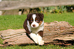 Australian Shepherd Puppy