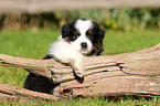 Australian Shepherd Puppy