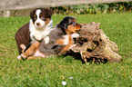 Australian Shepherd Puppies