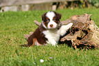 Australian Shepherd Puppy