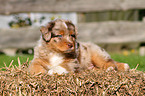 Australian Shepherd Puppy