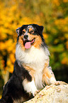 Australian Shepherd