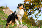 Australian Shepherd