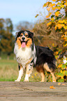 Australian Shepherd