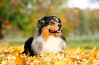 lying Australian Shepherd