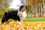 lying Australian Shepherd