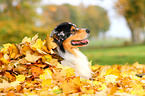 Australian Shepherd Portrait