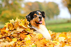 Australian Shepherd Portrait