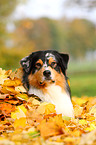 Australian Shepherd Portrait