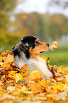 Australian Shepherd Portrait