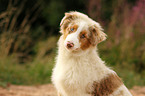 Australian Shepherd Portrait