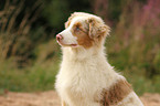 Australian Shepherd Portrait