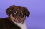 Australian Shepherd Puppy