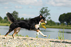 playing Australian Shepherd