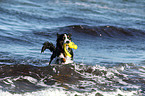 playing Australian Shepherd