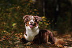 lying Australian Shepherd