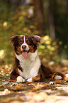 lying Australian Shepherd