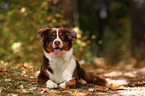 lying Australian Shepherd