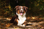 lying Australian Shepherd