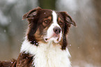 Australian Shepherd Portrait