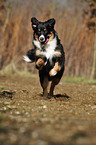 running Australian Shepherd