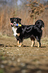 Australian Shepherd